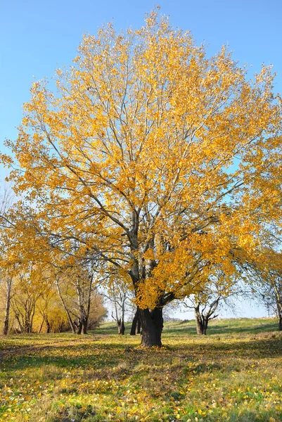 Landscape with trees against the sky — Stock Photo, Image