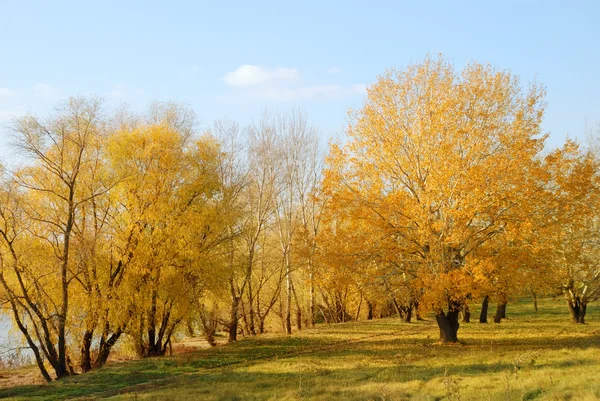 Le coucher de soleil en bois d'automne — Photo