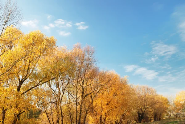 Landscape with trees against the sky — Stock Photo, Image