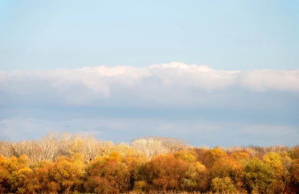 Paysage avec des arbres contre le ciel — Photo