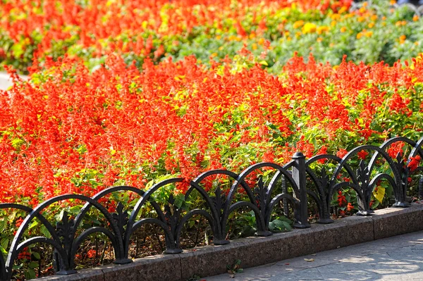 Bright flower bed in the park — Stock Photo, Image