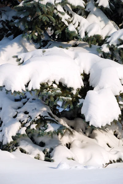 Pozadí z kožešin strom pokrytý sněhem — Stock fotografie