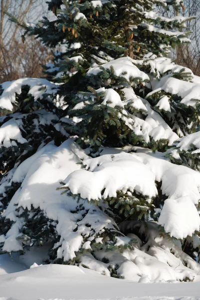 Achtergrond van een bont-boom bedekt met sneeuw — Stockfoto