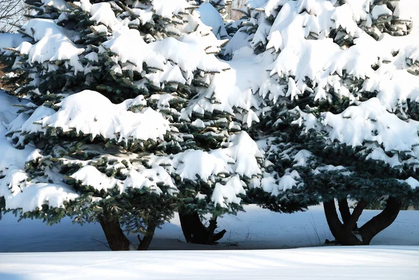 Karla kaplı kürk-ahşap arka plan — Stok fotoğraf