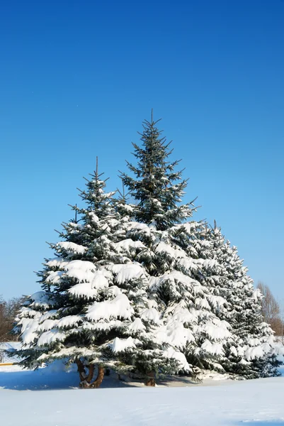 Zimowy pejzaż z futra drzewa — Zdjęcie stockowe
