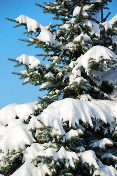 Fondo de un árbol de pelaje cubierto de nieve — Foto de Stock