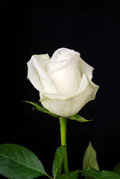 La rosa blanca sobre negro — Foto de Stock