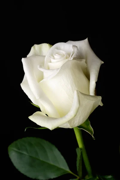 The white rose on black — Stock Photo, Image