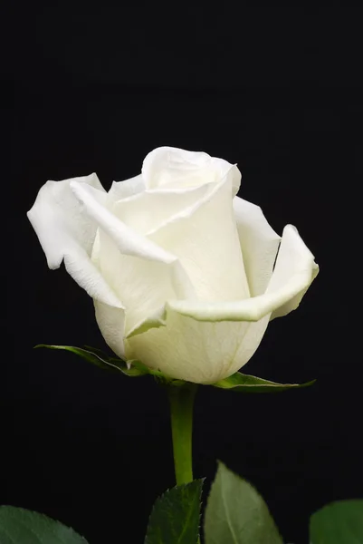 La rosa blanca sobre negro — Foto de Stock