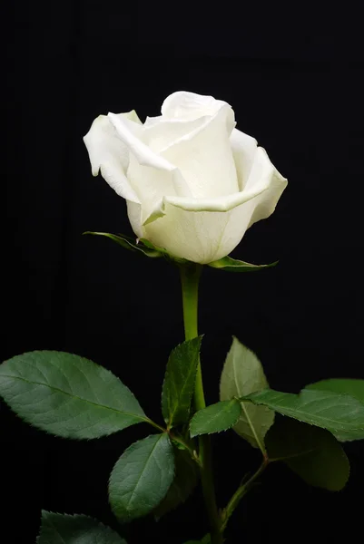 La rosa blanca sobre negro — Foto de Stock