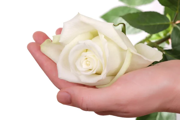 La rosa blanca en la mano de la mujer — Foto de Stock