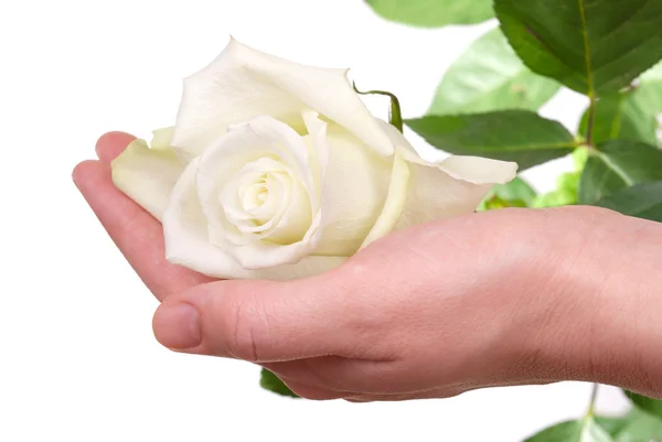 A rosa branca na mão da mulher — Fotografia de Stock #12118525