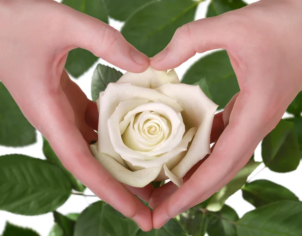 Die weiße Rose in Frauenhand — Stockfoto