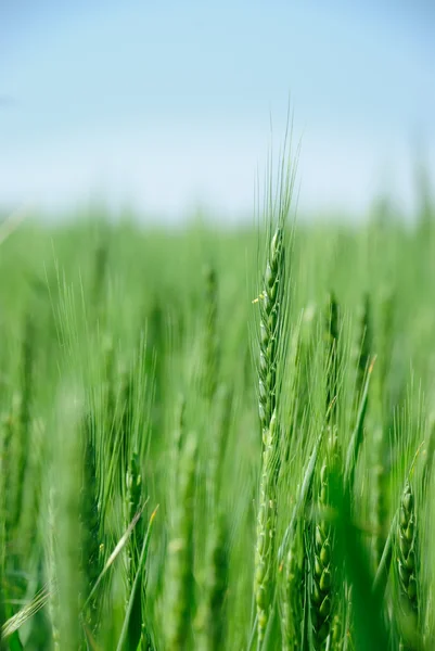 Campo di grano verde — Foto Stock