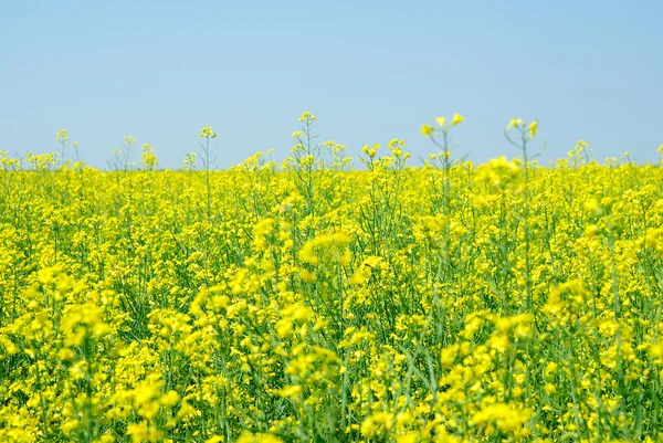 Rape seed field in summer with blue sky — Stock Photo, Image