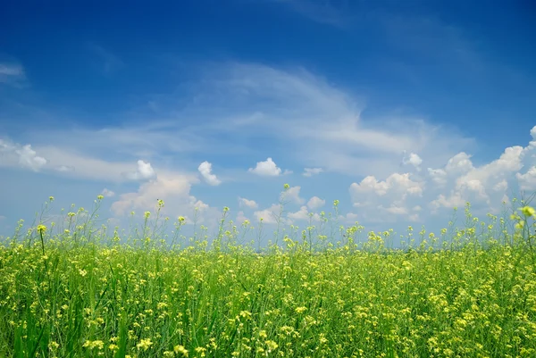 Campo di semi di stupro in estate con cielo blu — Foto Stock