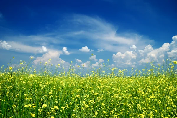 Campo di fiori gialli con cielo blu — Foto Stock