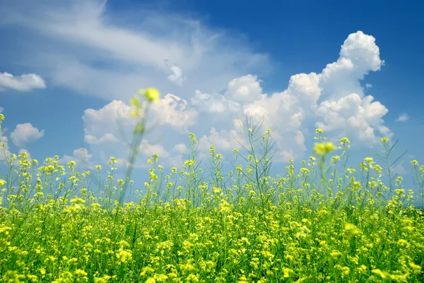 Campo di semi di stupro in estate con cielo blu — Foto Stock