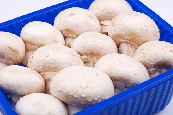 Cogumelos de campo frescos em uma cesta — Fotografia de Stock