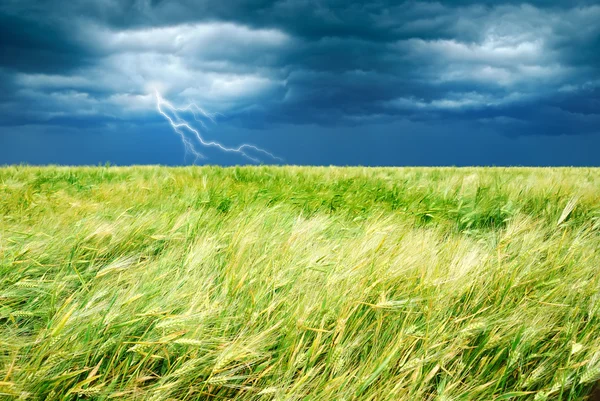 Wheat field with stormy sky and lightning — Stock Photo, Image