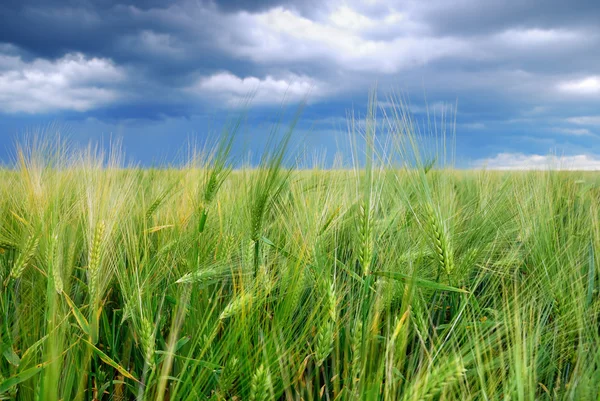 Wheat field before the storm — Stock Photo, Image