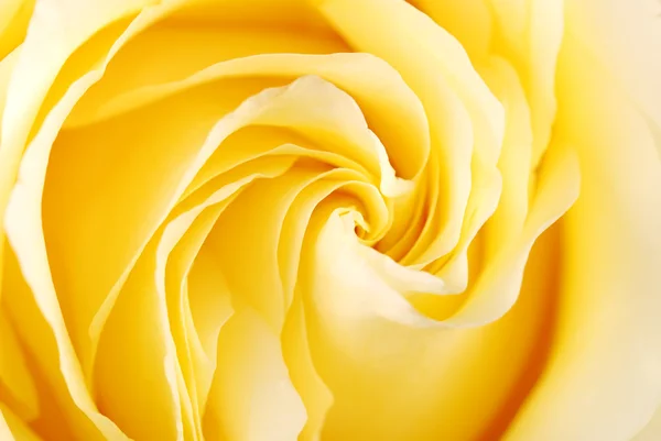 Hintergrund aus einer gelben Rose — Stockfoto