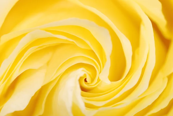 Sfondo da una rosa gialla — Foto Stock