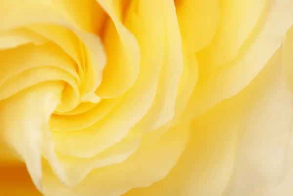 Background from a yellow rose — Stock Photo, Image