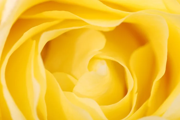 Background from a yellow rose — Stock Photo, Image