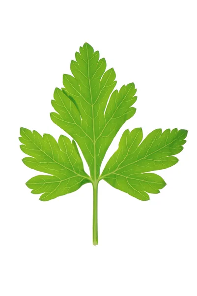 Один лист зеленой петрушки на белом — стоковое фото