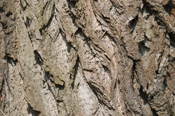 Tekstury z kory drzewa — Zdjęcie stockowe