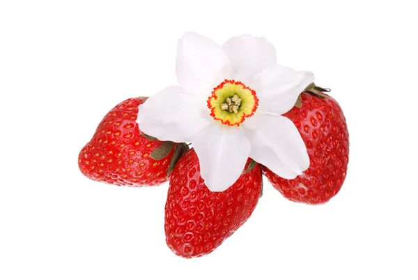 Fresh strawberry and flower isolated — Stock Photo, Image