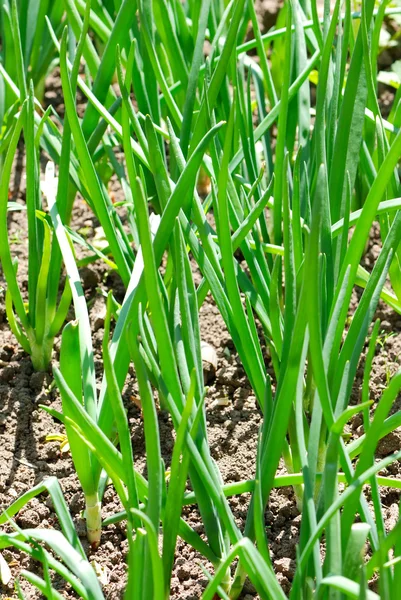 Zwiebelblätter auf einem Hausgarten — Stockfoto