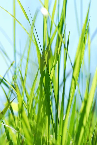 Closeup grass against the sky — Stock Photo, Image