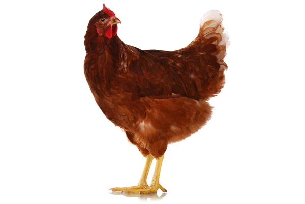 One live chicken full-length on white — Stock Photo, Image