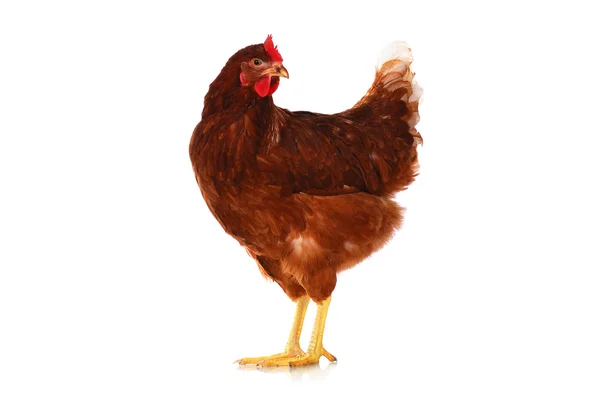 Una gallina viva en el blanco —  Fotos de Stock