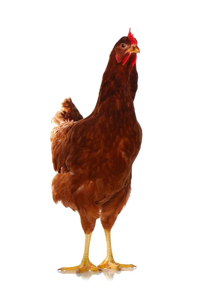 Jedno živé kuře v bílém — Stock fotografie