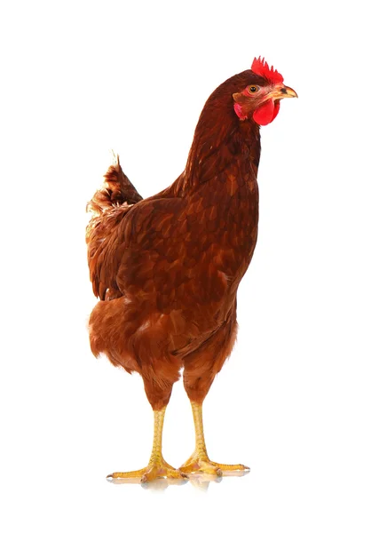 One live hen on the white — Stock Photo, Image