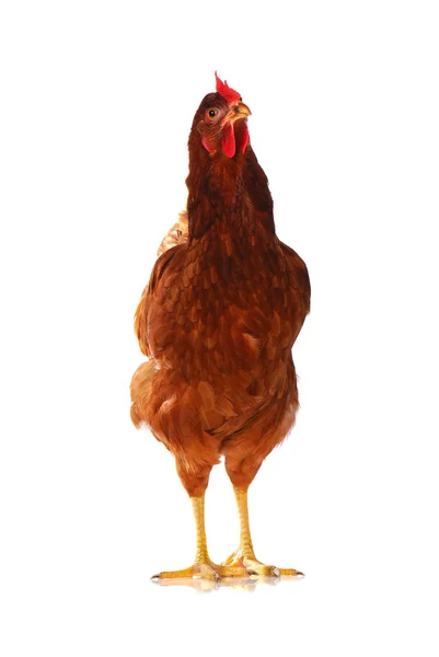 One live hen on the white — Stock Photo, Image