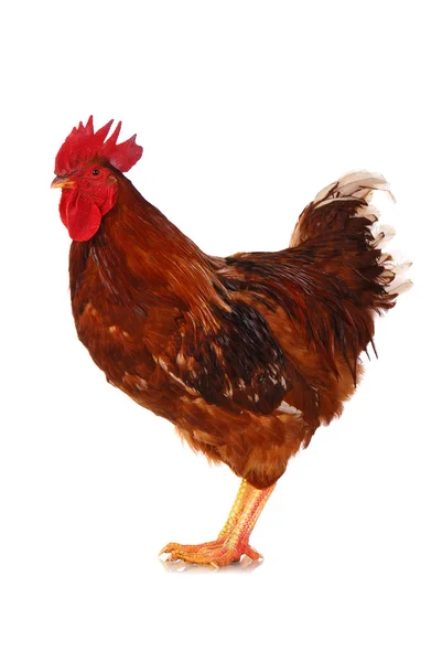 One live rooster on the white — Stock Photo, Image