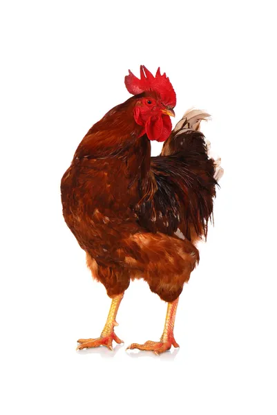 One live rooster on the white — Stock Photo, Image