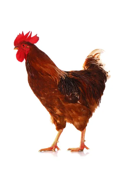 One live rooster on the white — Stock Photo, Image