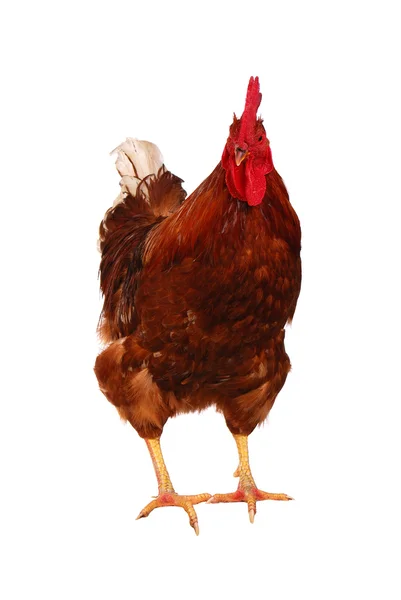 One live rooster on the white — Stock Photo, Image