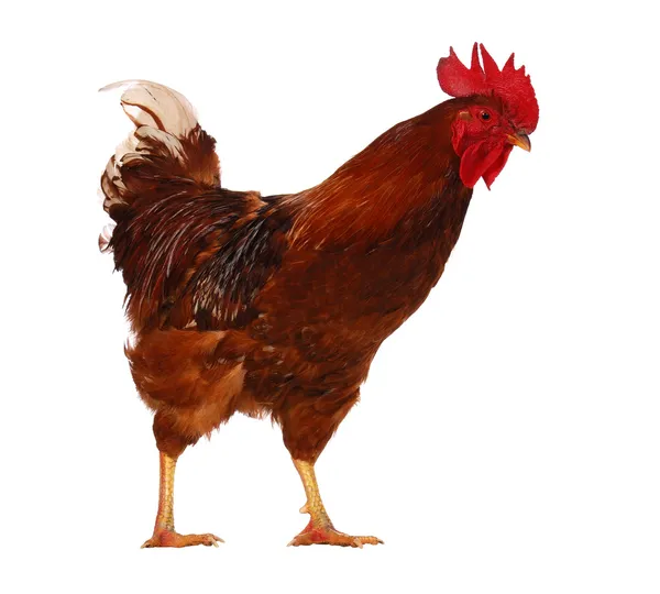 One live rooster on the white — Stock Photo, Image