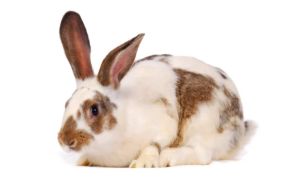Un coniglio sul bianco — Foto Stock