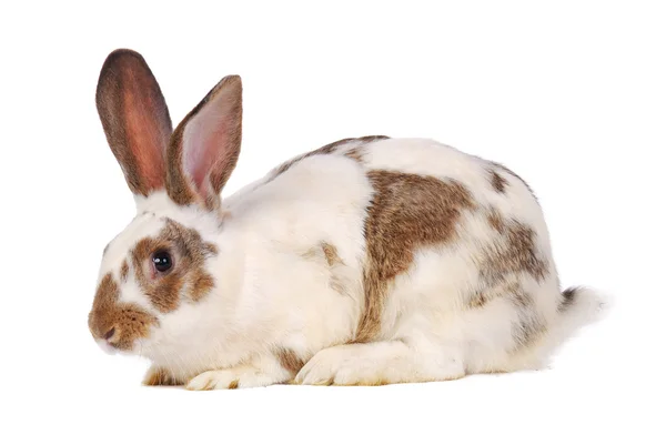 Un coniglio vivo sul bianco — Foto Stock