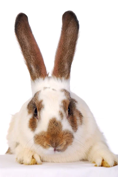 Ein lebendes Kaninchen auf dem weißen — Stockfoto