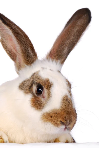 Ein lebendes Kaninchen auf dem weißen — Stockfoto