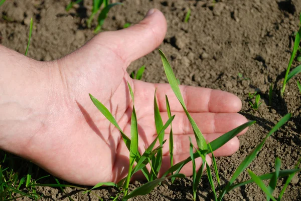 Hand protects a live grass — Stock Photo, Image