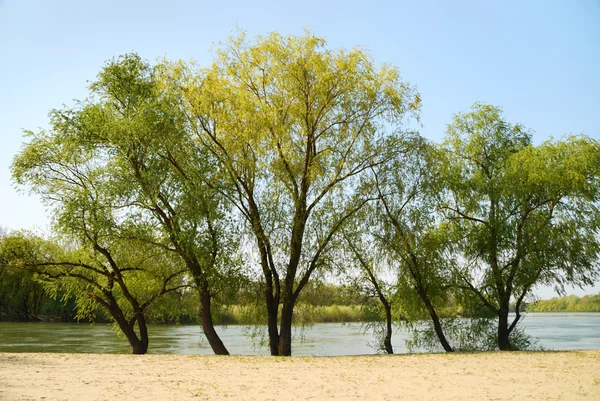 Arbres verts contre la rivière — Photo